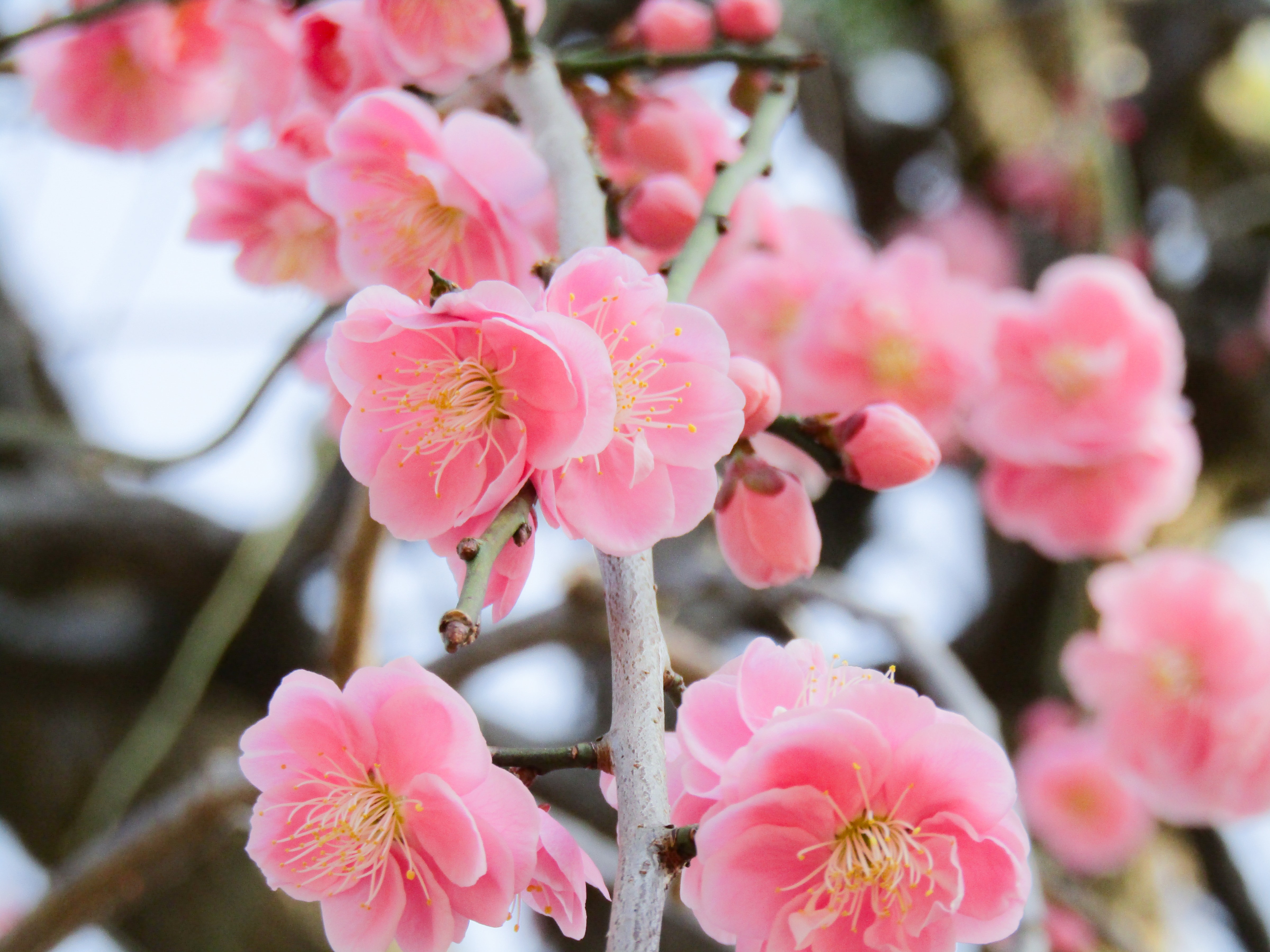 name of chinese new year flowers